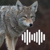Hunting Calls: Coyote