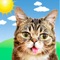 Congratulations, you've found the Official Lil BUB Weather App
