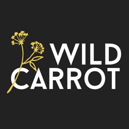 Wild Carrot