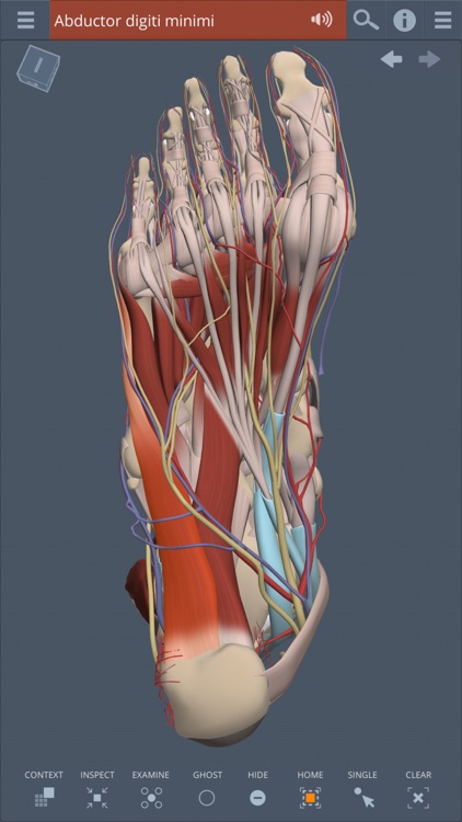 Primal's 3D Leg, Ankle & Foot