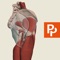 Primal's 3D Real-time Human Anatomy app for the Hip is the ultimate 3D interactive anatomy viewer for all medical educators, practitioners and students