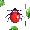 Insect Identification Bug ID - Nguyen Tran Viet