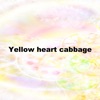 Yellow heart cabbage