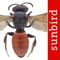 Diese Wildbienen-Bestimmungs-App enthält die häufigsten und auffälligsten 101 Wildbienenarten Deutschlands