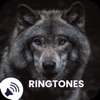 Wolf Sounds Ringtones