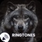 Download the Wolf sounds and free mp3 ringtones