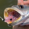 Speckled Trout App