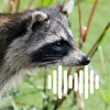 Hunting Calls: Raccoon