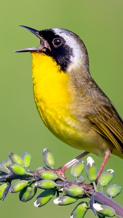 Merlin Bird ID by Cornell Lab screenshot 2