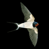 Collins Bird Guide - NatureGuides Ltd.