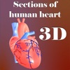 Sections of human heart