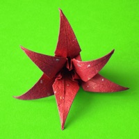 Contact Origami Flowers