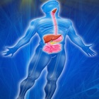 Digestive System Trivia