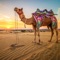 Here comes the best Camel family life Simulator game and live the life of a virtual camel in the desert as well as the jungle