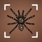 Spider identifier - Bug,insect