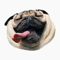 App Icon for Pug Dog's Head App in United States IOS App Store