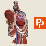 Primals 3D Thorax