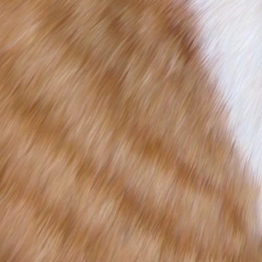 Cat Fur