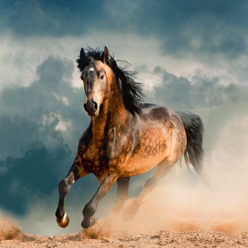 Horse Wallpapers Backgrounds By Ivka Veljkovic