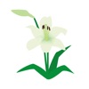 Sticker lily