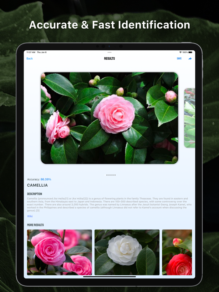 Leaf Snap Tree identification