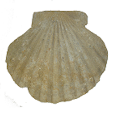 Activities of Science Island 5