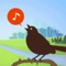 Chirp