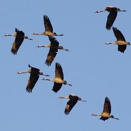 Naturerlebnis Leinepolder