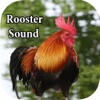 Rooster Sound – Rooster Crowing Sound