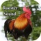 If you enjoy Rooster probably you will enjoy listening lots of Rooster sounds