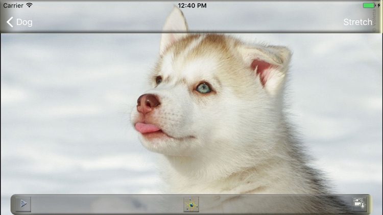 Animal Pictures - Animal Wallpaper and Backgrounds screenshot-3