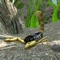 In this inesct simulator and animal simulator you can expire adventures from the perspective of a dangerous scorpion