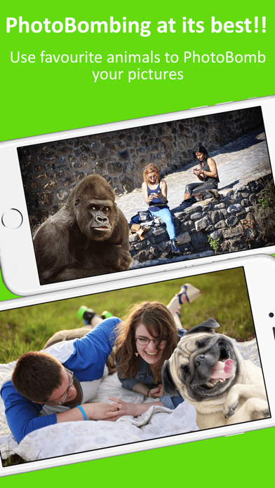 How to cancel & delete Stick2Me-Animals Photobomb Fun from iphone & ipad 1
