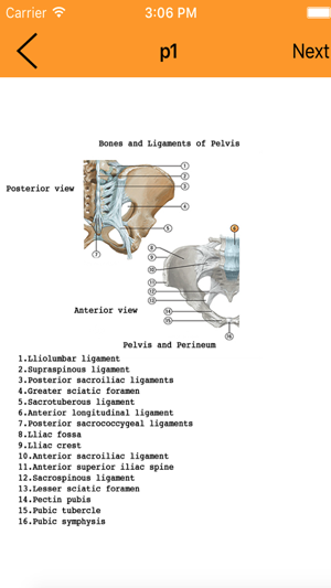 Anatomy Flashcard