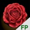 Join the largest and most popular Bachelorette Fantasy Game