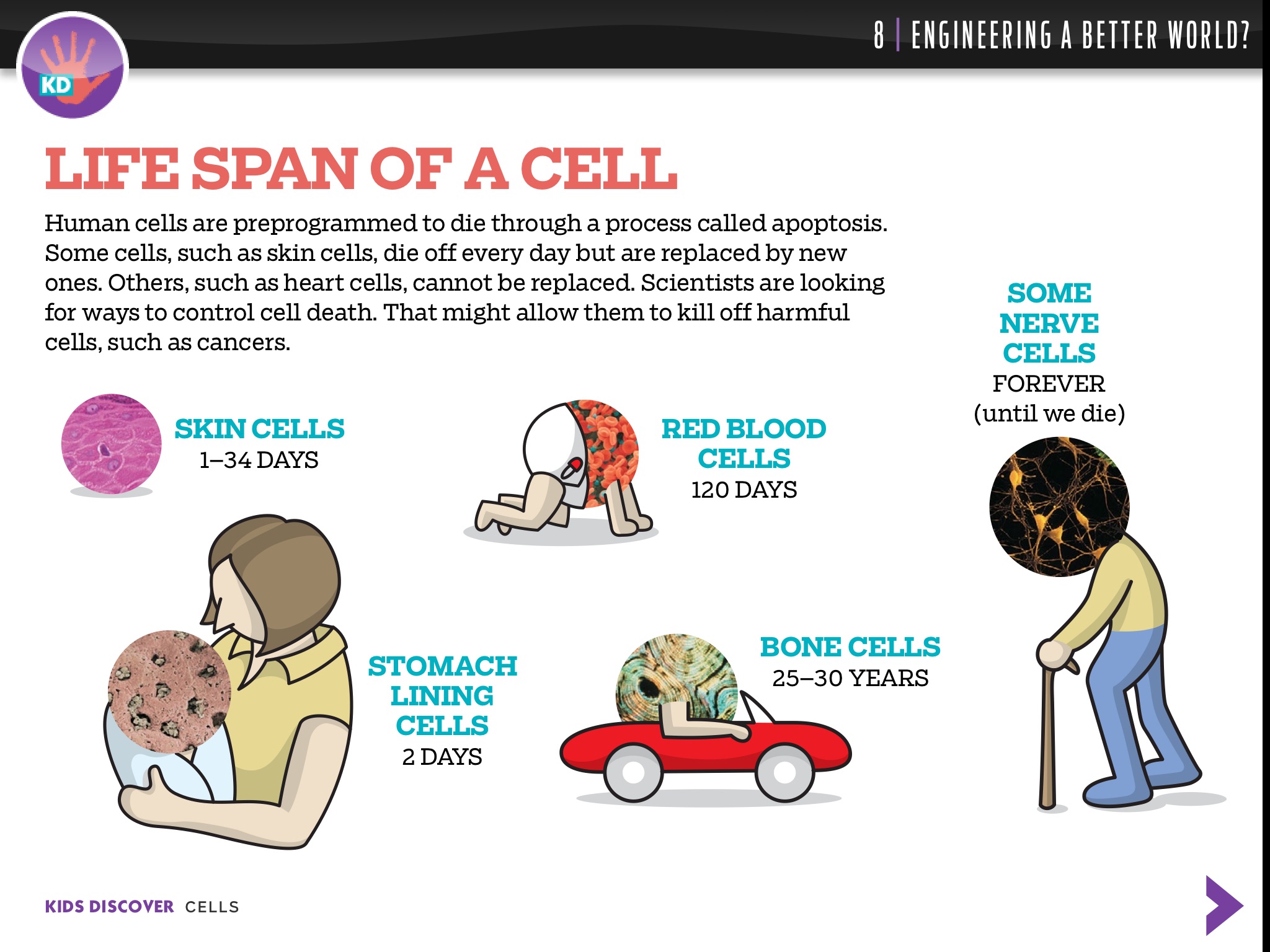 Cells by KIDS DISCOVER screenshot 4