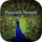 Peacock is surely among the most beautiful and gorgeous appearing pheasants in the world