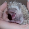 Hedgie-Land.de