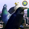 City Birds Simulator Full