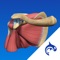 Shoulder Decide is a powerful educational tool