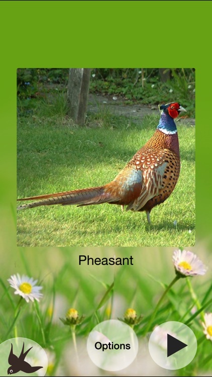Chirp! Bird Songs & Calls of Britain and Europe + screenshot-4