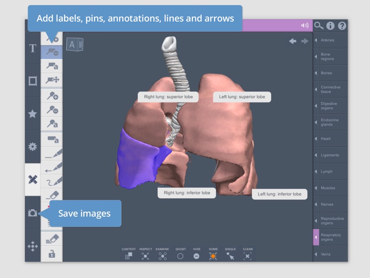 Thorax: 3D Real-time Human Anatomy screenshot-4