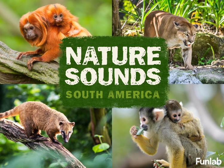 Nature Sounds South America