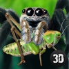 Wild Life of Tarantula Spider