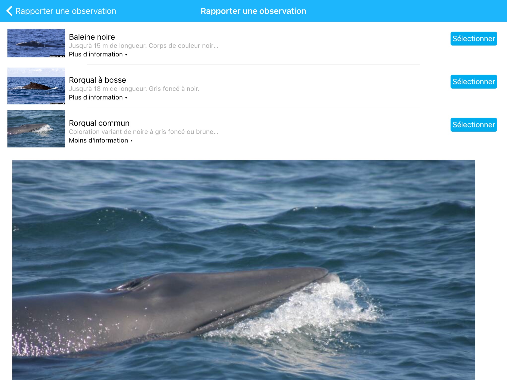Whale Alert screenshot 4