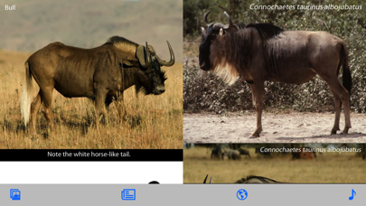 Stuarts’ African Mammals Screenshot 5