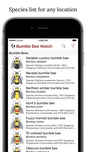 Bumble Bee Watch