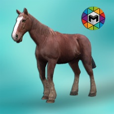 Activities of My Horse Simulator