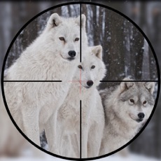 Activities of Wild Wolf Hunter 2017