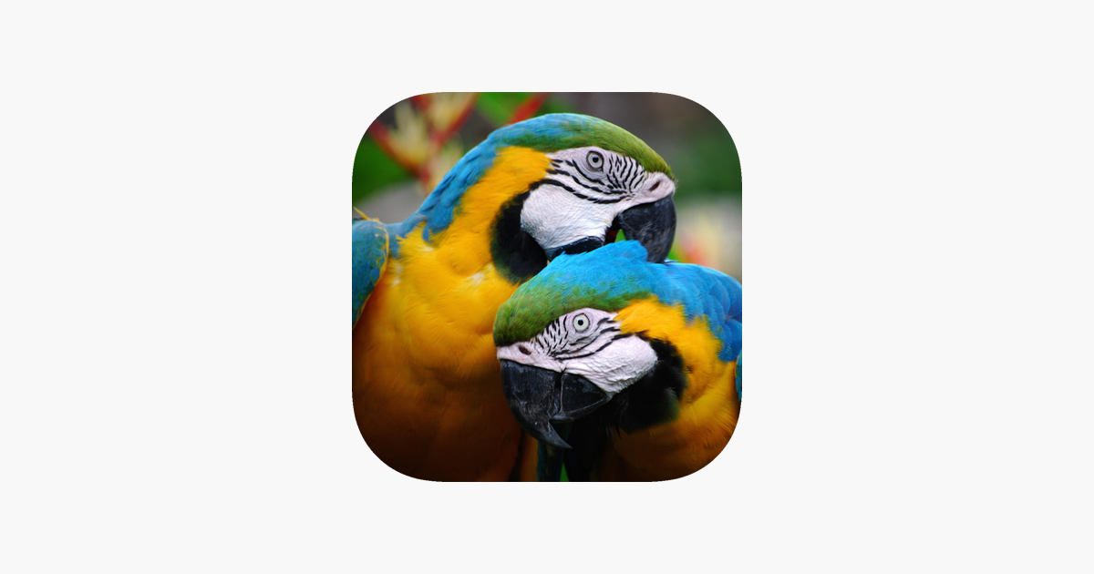 Anonym Lang dæmning SGS Birds - Shukavana i App Store